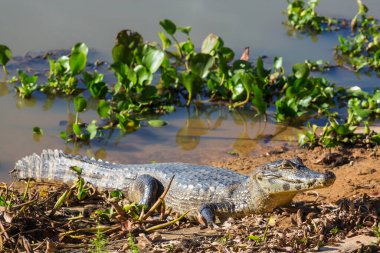 Pantanal, Brezilya 'da Timsah