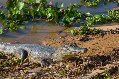 Suda Yacare kaymanı, Pantanal Bataklıkları, Mato Grosso, Brezilya