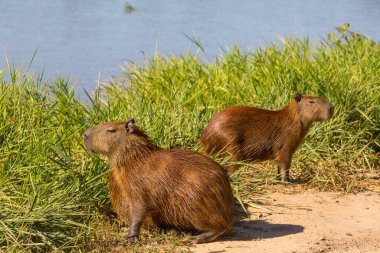 Pantanal, Brezilya, Güney Amerika 'da Capybara