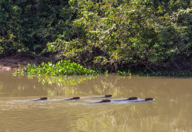 Pantanal, Brezilya, Güney Amerika 'da Capybara