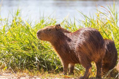 Pantanal, Brezilya, Güney Amerika 'da Capybara