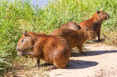 Pantanal, Brezilya, Güney Amerika 'da Capybara