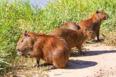 Capybara in the Pantanal, Brazil, South America clipart