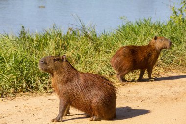 Pantanal, Brezilya, Güney Amerika 'da Capybara