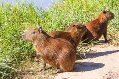 Pantanal, Brezilya, Güney Amerika 'da Capybara