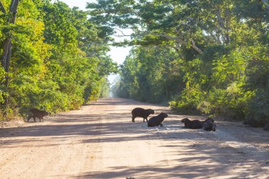 Pantanal, Brezilya, Güney Amerika 'da Capybara