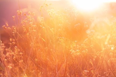 Çiçek çayırında güneşli bir gün. Güzel doğal arka plan. Doğadaki yabani bitkiler.