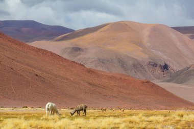 Bolivya 'nın uzak bölgelerindeki Lama
