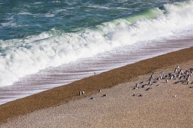 Macellan pengueni (Spheniscus magellanicus) Patagonia, Arjantin için.