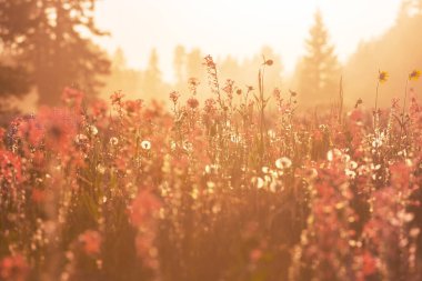 Çiçek çayırında güneşli bir gün. Güzel doğal arka plan. Doğadaki yabani bitkiler.