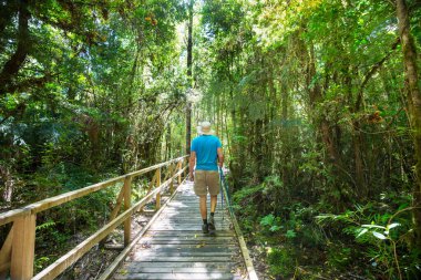 Ormandaki patikada yürüyüş yapan bir adam. Doğa yürüyüşü açık havada.