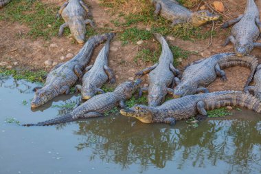 Pantanal, Brezilya 'da Timsah