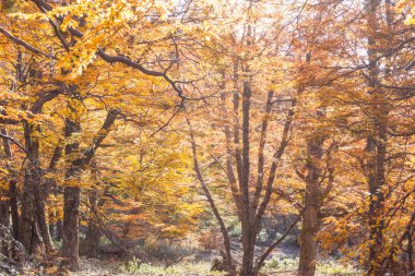 Güneşli bir ormanda renkli sonbahar yaprakları. Sonbahar doğal arka planı