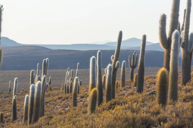 Şili, Altiplano 'da büyük bir kaktüs ormanı. Alışılmadık doğal manzara terk edilmiş güneş enerjisi Güney Amerika 'da seyahat ediyor.