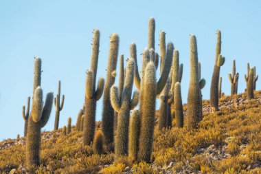 Şili, Altiplano 'da büyük bir kaktüs ormanı. Alışılmadık doğal manzara terk edilmiş güneş enerjisi Güney Amerika 'da seyahat ediyor.