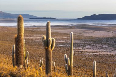 Şili, Altiplano 'da büyük bir kaktüs ormanı. Alışılmadık doğal manzara terk edilmiş güneş enerjisi Güney Amerika 'da seyahat ediyor.