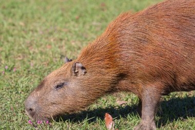 Pantanal, Brezilya, Güney Amerika 'da Capybara