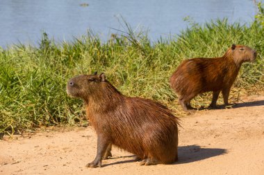 Pantanal, Brezilya, Güney Amerika 'da Capybara