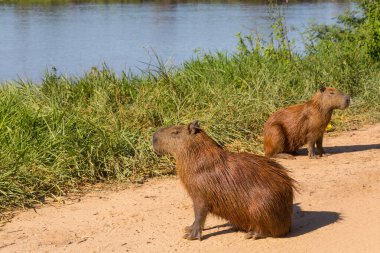 Pantanal, Brezilya, Güney Amerika 'da Capybara