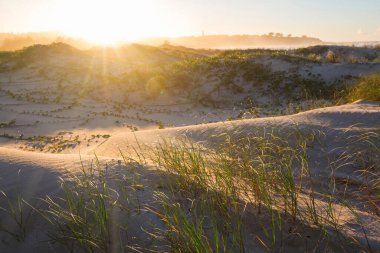 Brezilya 'nın okyanus sahilindeki kum tepeleri.