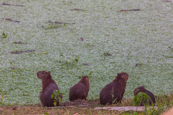 stock image Capybara in the Pantanal, Brazil, South America