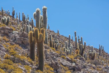 Incahuasi adasındaki büyük kaktüs, tuz düzlüğü Salar de Uyuni, Altiplano, Bolivya. Alışılmadık doğal manzara terk edilmiş güneş enerjisi Güney Amerika 'da seyahat ediyor.