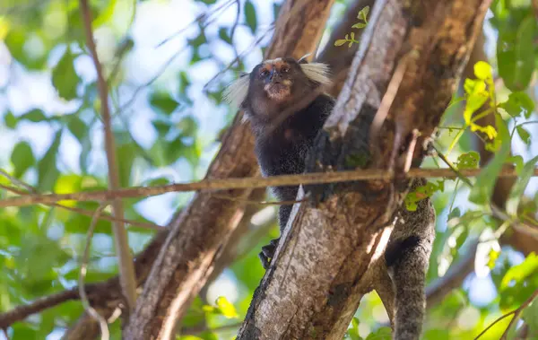 stock image Brazilian titi monkey on the tree