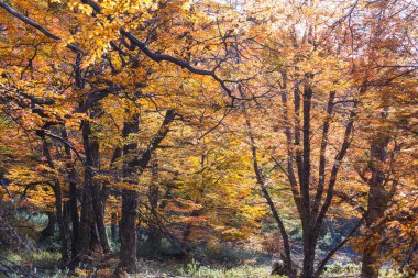 Güneşli bir ormanda renkli sonbahar yaprakları. Sonbahar doğal arka planı