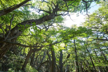 Bahar mevsiminde sık bitki örtüsü olan yeşil orman