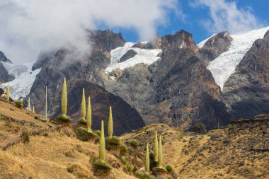 Puya Raimondii Santralleri Peru And Dağları, Güney Amerika 'da.