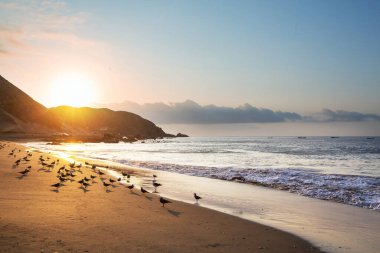 Okyanus kıyısındaki deniz kuşları