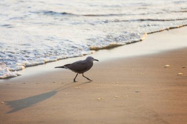 Okyanus kıyısındaki deniz kuşları