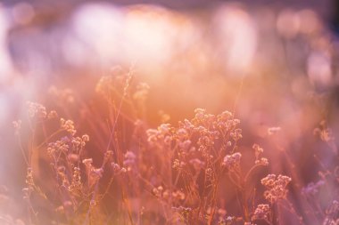 Çiçek çayırında güneşli bir gün. Güzel doğal arka plan. Doğadaki yabani bitkiler.