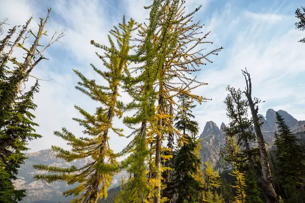 stock image Beautiful golden larches in mountains, Fall season.