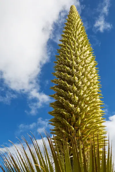 stock image Puya Raimondii Plants high up in the Peruvian Andes, South America.