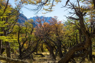 Güneşli bir ormanda renkli sonbahar yaprakları. Sonbahar doğal arka planı