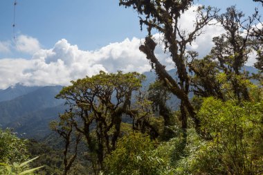 Peru, Güney Amerika 'daki güzel yeşil tropikal ormanda bitkiler