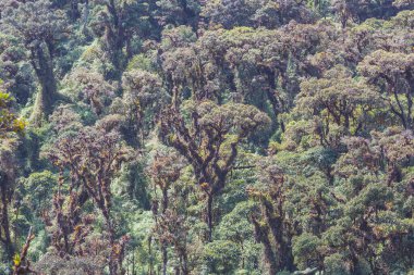 Peru, Güney Amerika 'daki güzel yeşil tropikal ormanda bitkiler