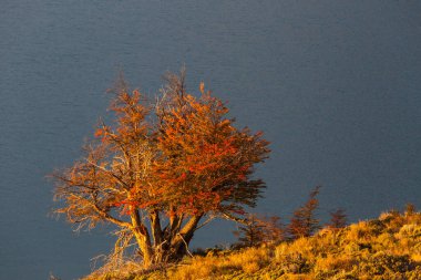 Sabah çayırında sonbahar ağacı. Düşen yapraklar doğal arkaplan