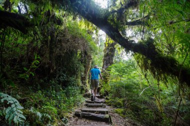 Ormandaki patikada yürüyüş yapan bir adam. Doğa yürüyüşü açık havada.