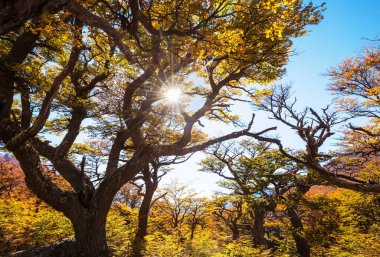 Güneşli bir ormanda renkli sonbahar yaprakları. Sonbahar doğal arka planı
