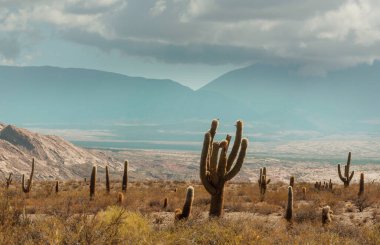 Kuzey Arjantin güzel doğal manzaralar. Çakıl yol arasında kaktüs.
