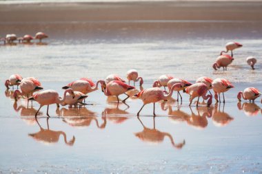 Bolivya Altiplano Gölü 'nde flamingo. Vahşi doğa.