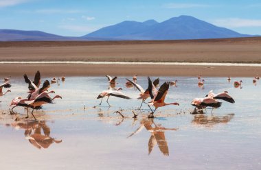 Bolivya Altiplano Gölü 'nde flamingo. Vahşi doğa.