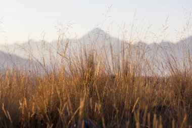 Dağlardaki sarı çayırlar