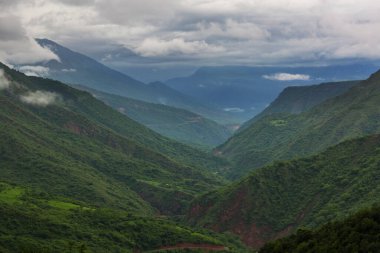 Peru, Güney Amerika 'daki güzel yeşil tropikal ormanda bitkiler