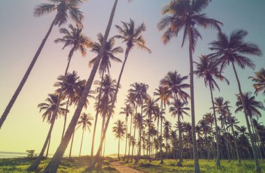 Tropikal sahildeki güzel yaz manzaraları. Tatil arkaplanı.