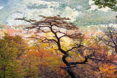 Sabah çayırında sonbahar ağacı. Düşen yapraklar doğal arkaplan