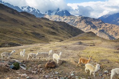 And Dağları, Bolivya, Güney Amerika 'da şirin alpaka