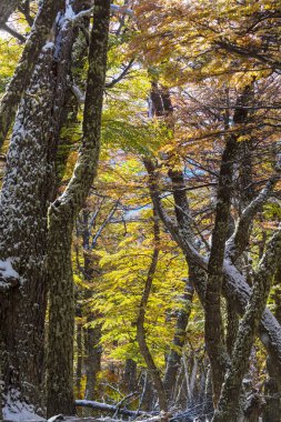 Güneşli bir ormanda renkli sonbahar yaprakları. Sonbahar doğal arka planı